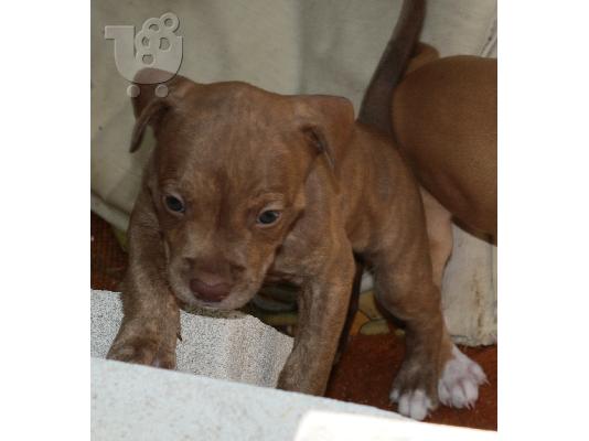 PoulaTo: PITBULL REDNOSE