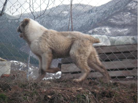PoulaTo: ασιατικές βοσκός