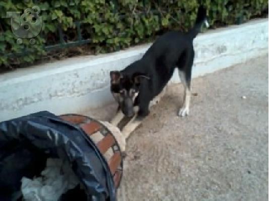 ψαχνω θηλυκο βελγικο λυκοσκυλο η xasky για ζευγαρωμα...