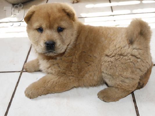 PoulaTo: Γλυκό και χαριτωμένο κουτάβι Chow Chow