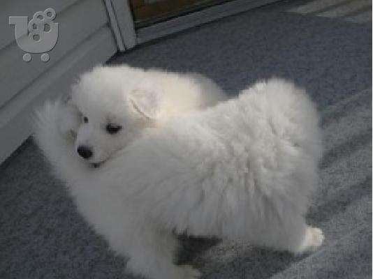 PoulaTo: SAMOYED