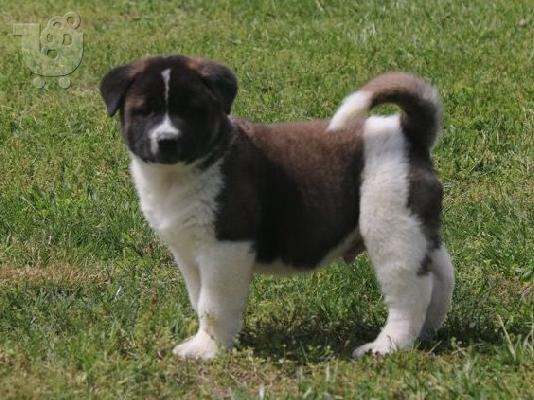 PoulaTo: Akbash Puppies