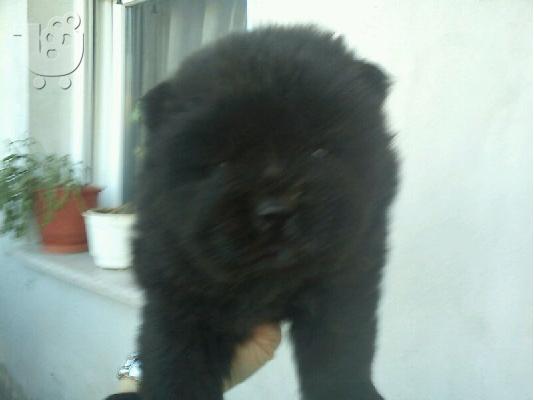 chow-chow