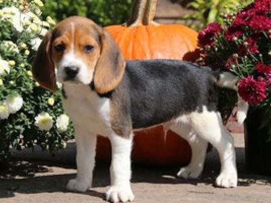PoulaTo: Πώληση κουτάβια Nice Beagle.