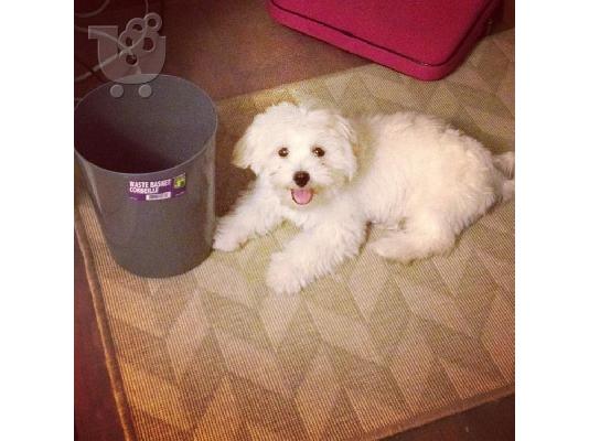 PoulaTo: lovely puppy for lonely homes