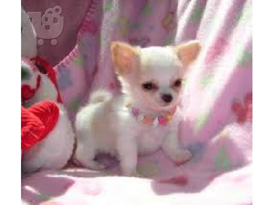 αγάπη και σπίτι έθεσε κουτάβια Chihuahua