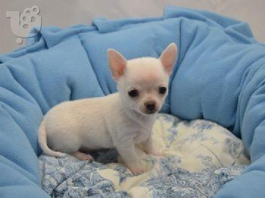 PoulaTo: κουτάβια τσιουάουα  / chihuahua puppies