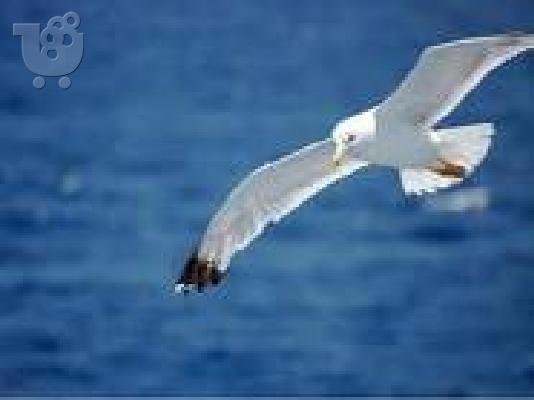 PoulaTo: Για όποιον τα φιλολογικά του αρέσουν ιδιαίτερα