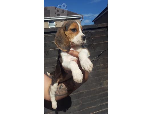 Beagle κουτάβια διαθέσιμα προς πώληση