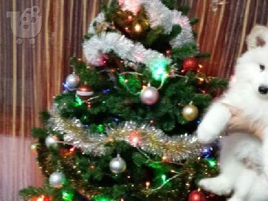 PoulaTo: SAMOJED
