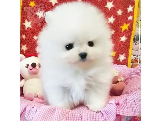 Δύο φοβερά κουτάβια T-Cup Pomeranian