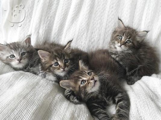 PoulaTo: Maine Coon γατάκια προς πώληση