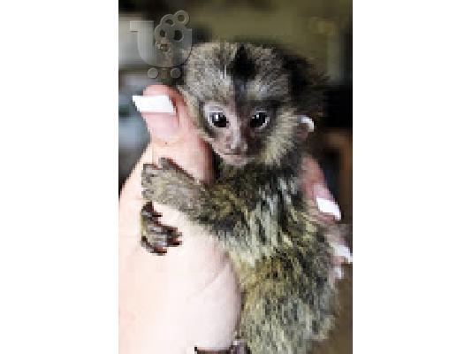 PoulaTo: Baby marmoset για 210 ευρώ