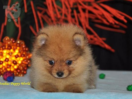Pomeranian