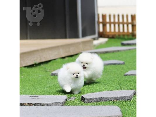 PoulaTo: Οι μικροί μου θησαυροί Τα κουτάβια Pomeranian