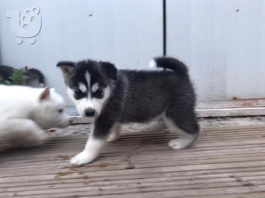 PoulaTo: Χαριτωμένο και αξιολάτρευτο Σιβηρίας Husky Puppies