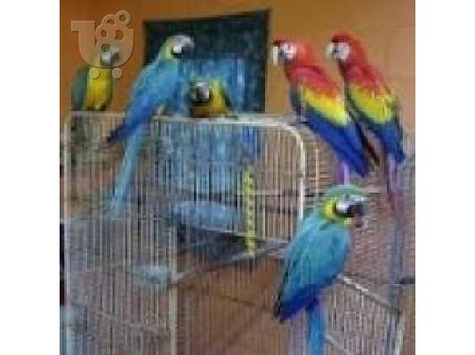 PoulaTo: Scarlet μακώ παπαγάλος για € 200