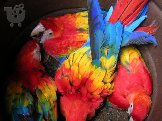 PoulaTo: κόκκινο παπαγάλο macaw για € 200