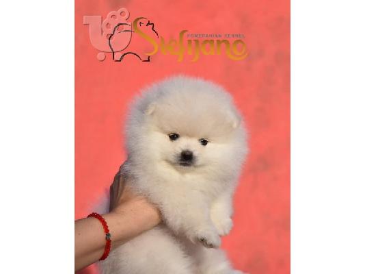 Λευκά κουτάβια Pomeranian Boo