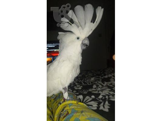 PoulaTo: Ομπρέλα / λευκό Cockatoo Για Πώληση