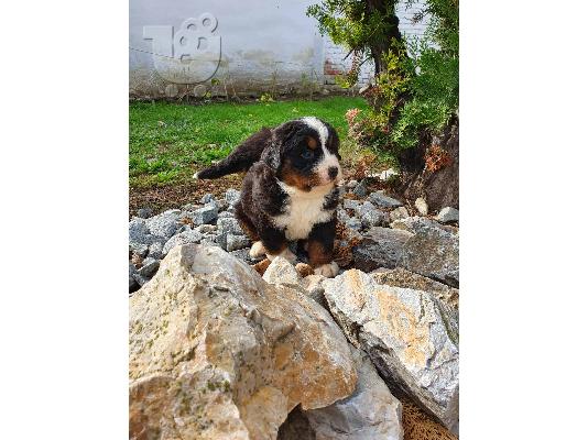 Κουτάβια Bernese Mountain Dog