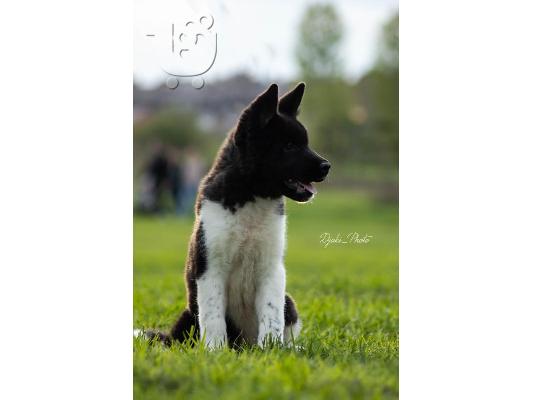 Κουτάβια American Akita
