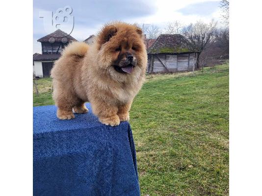 Πουλάκια Chow Chow