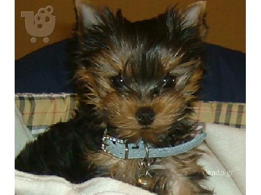 Αναζήτηση: Yorkshire-terrier mini
