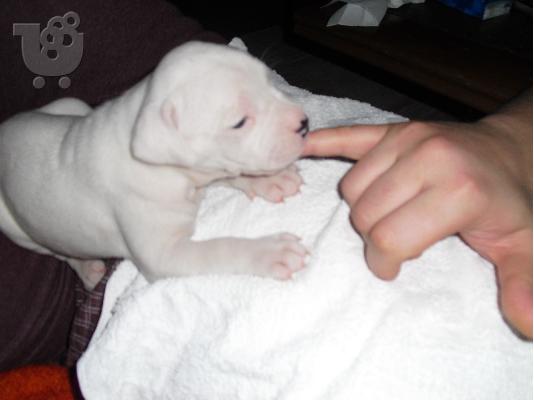 PoulaTo: Dogo Argentino
