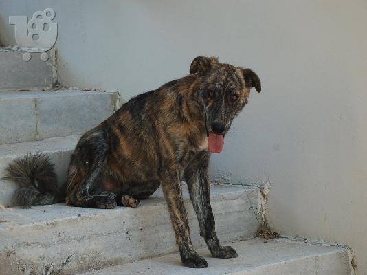 PoulaTo: προστασία και συντροφιά