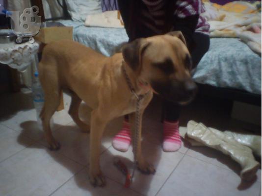 PIT BULL ALLIGATOR