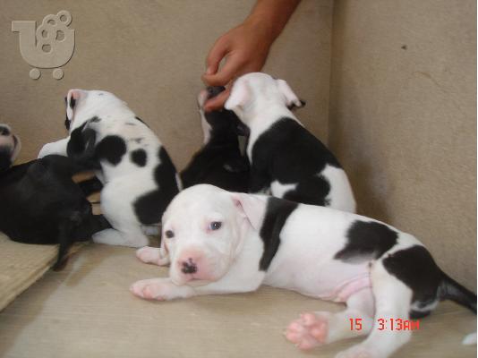 pitbull