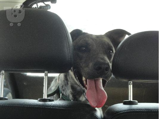 FEMALE PITBULL(MIX) IN NEED OF HOME(Αρ.Πρωτ 4247/02)