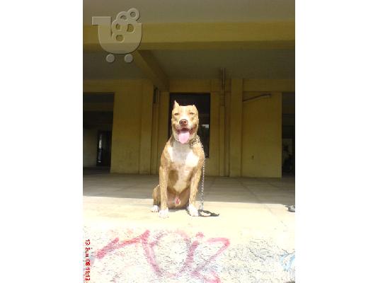 ΨΑΧΝΩ ΘΥΛΙΚΟ PITBULL ΓΙΑ ΖΕΥΓΑΡΩΜΑ.EXW ENA REDNOSE TIΓΡΕ Πίτμπουλ...
