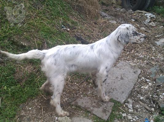 English Setter tricolore