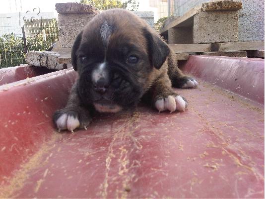 boxer κουταβια μποξερ Μπόξερ