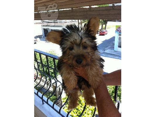 PoulaTo: Πωλείτε 1 αρσενικό Yorkshire Terrier
