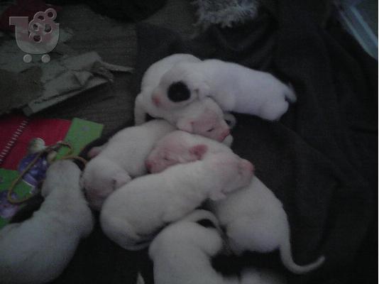 DOGO ARGENTINO