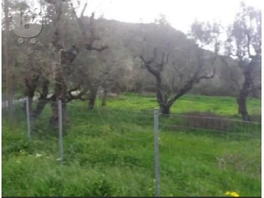Πωλείται οικόπεδο στην Ζάκυνθο μέσο γερακαρι αλυκές 4 στρέμματα...