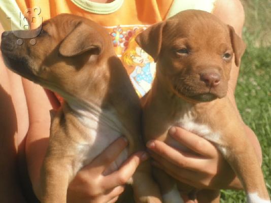 Pitbull Red Nose