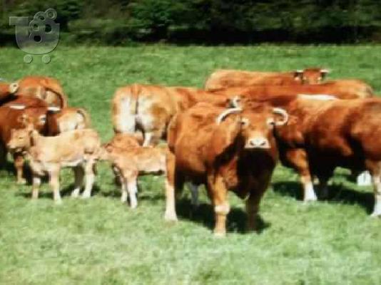 ΛΙΜΟΥΖΙΝΕΣ ΜΟΣΧΑΡΙΑ γαλλική Limousin ΑΓΡΙΟΒΟΥΒΑΛΟΙ. ΠΡΟΒΑΤΑ ΜΟΥΛΦ — Αγ. Νικόλαος ...