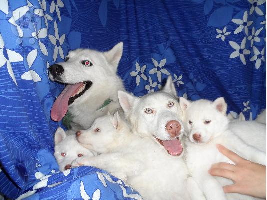 PoulaTo: Seberian Husky     Χασκι Σιβιριανα καθαροαιμα κουταβια