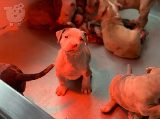 X μάζα αμερικανικό pit bull terrier