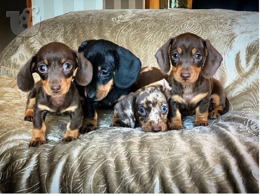 PoulaTo: AKC Dachshunds