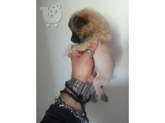 POMERANIAN