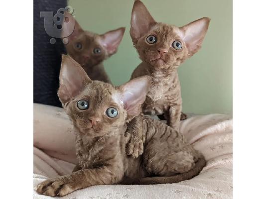 PoulaTo: Όμορφα γατάκια Pure Devon Rex