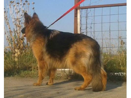 PoulaTo: German Shepherd