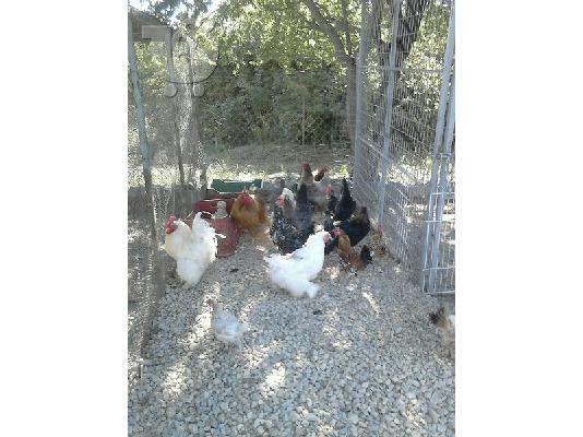 ΚΟΤΕΣ,ΠΟΥΛΑΔΕΣ,ΓΑΛΟΠΟΥΛΕΣ....