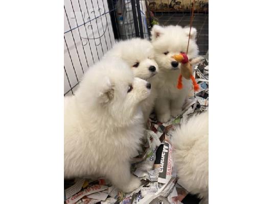 Πώληση κουτάβια Samoyed.