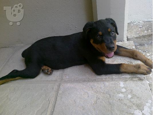 PoulaTo: Πωλείται κουτάβι rottweiler. Ροτβάιλερ